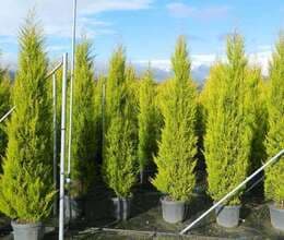 Şam Ağac satışı