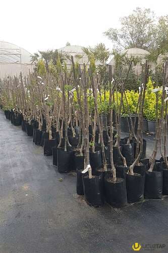 Badam ağacı satışı