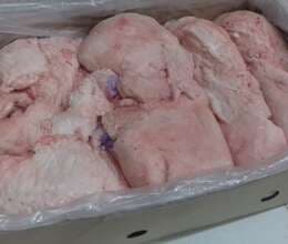 Quzu erkək quyruğu 