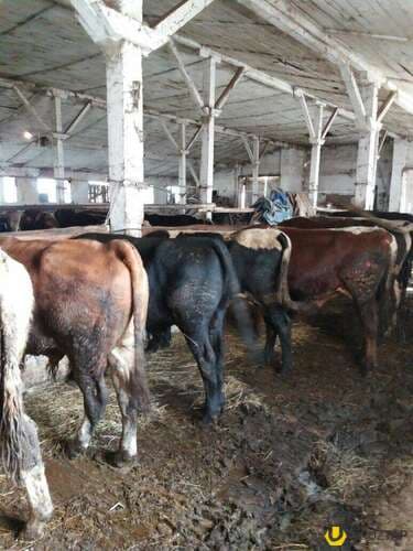 Cins Danalar Bordaga Ət məhsulları