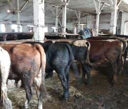 Cins Danalar Bordaga Ət məhsulları