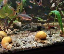 İlbizlər Ampuləriy