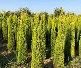 Dekorativ Ağaclar Satışı