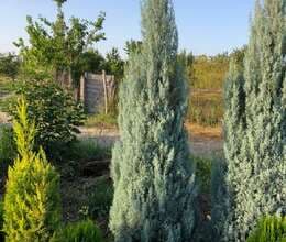 Arizona şam Ağacı