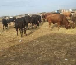 Cins Danalar Bordaga 