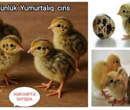 Bildirçin cücələri