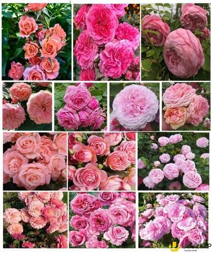 Dekorativ qızılgülllər