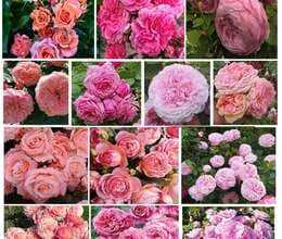 Dekorativ qızılgülllər