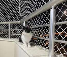 Pişik üçün təhlükəsizlik torları