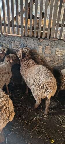 480 manata bir bas ana bala