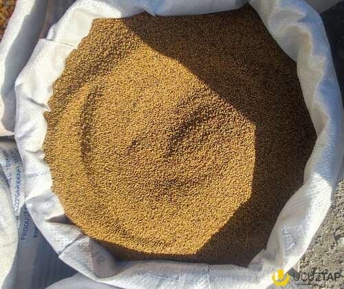 Yonca toxumu (beyləqan sortu)